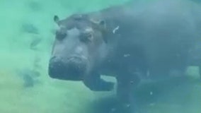 Fiona the Hippo 'wondering where fans went' at Cincinnati Zoo