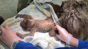 Rhode Island zoo welcomes baby sloth after difficult birth