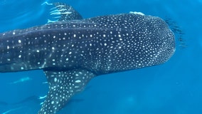 Whale shark swims right next to boat off Siesta Key