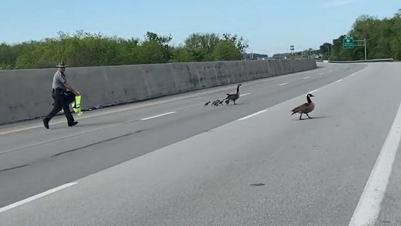 Ohio state trooper escorts family of geese across interstate