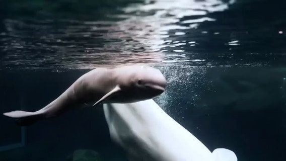Georgia Aquarium announces birth of baby beluga whale