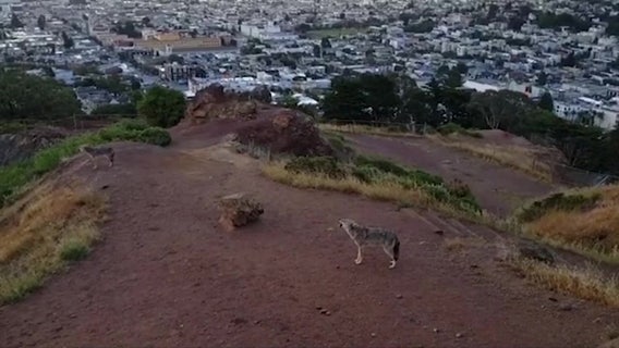 Two coyotes serenade San Francisco residents