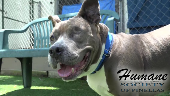 Donor makes dollar-for-dollar match on donations to Humane Society of Pinellas