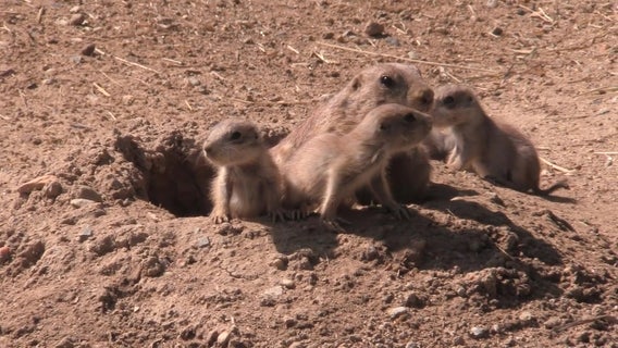 Prairie dog pups emerge from burrow at Maryland zoo