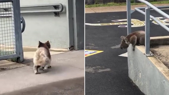 Curious koala takes a leisurely stroll around Australian school