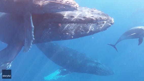 Family scattering grandmother’s ashes met by whales and dolphins in memorable encounter