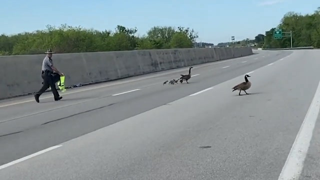 Ohio state trooper escorts family of geese across interstate