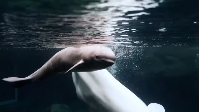 Georgia Aquarium announces birth of baby beluga whale