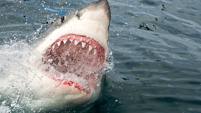 Shark kills scuba diver in Australia