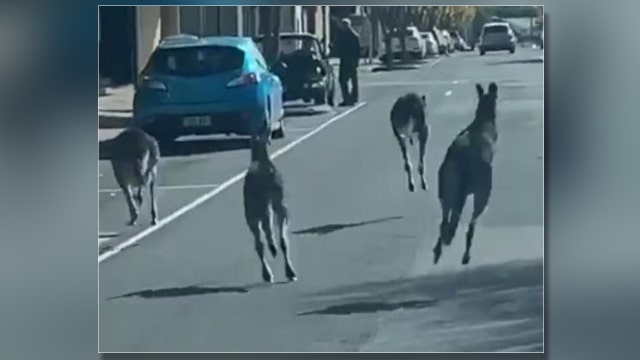 Eased ‘roo-strictions’: Kangaroos mark loosened lockdown with hop among cars in South Australia