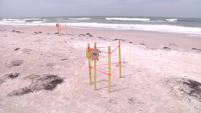 Record number of sea turtle nests documented in Sarasota as season begins