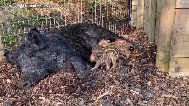 Wild boarlets born in Donegal believed to be first in Ireland in 800 years