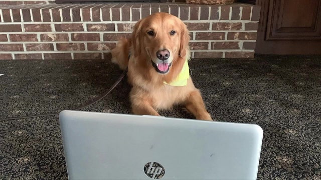 Service dog goes virtual during pandemic