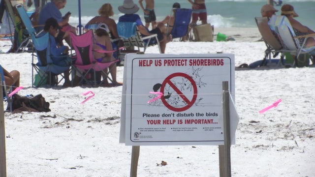 Wildlife experts remind beachgoers to give animals space as they head back to the shore