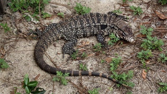 Giant 4-foot-long lizards now established as invasive species in Florida and Georgia