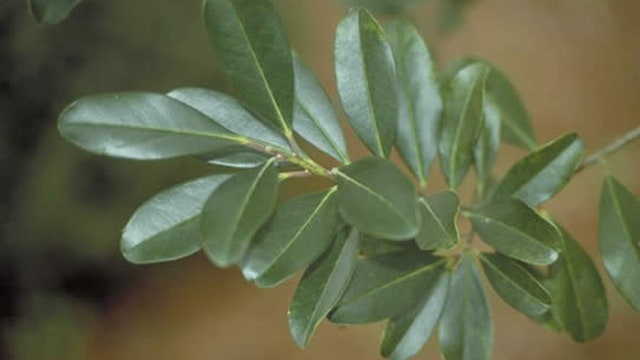 City of Sarasota offering free trees to reduce amount of energy residents' homes require