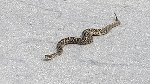 Diamondback rattlesnake spotted on Dunedin Causeway