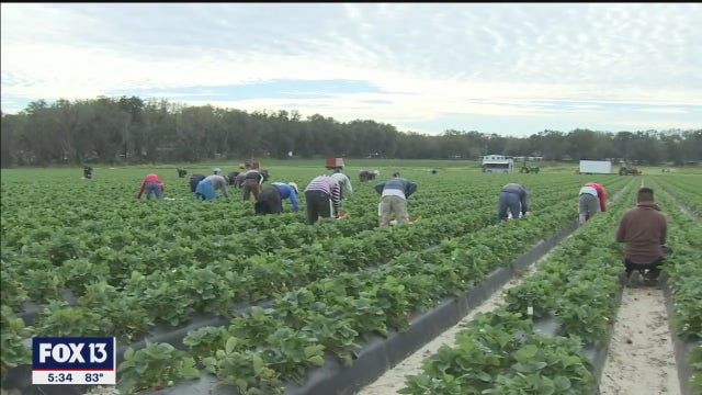 Mulberry grassroots church helps migrant farmworkers left destitute by pandemic