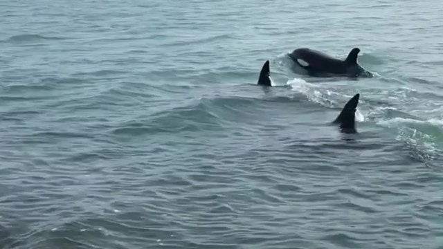 Killer whales swimming close to shore delight New Zealand beachgoers