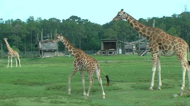 Two drive-thru safari parks in Florida are back open