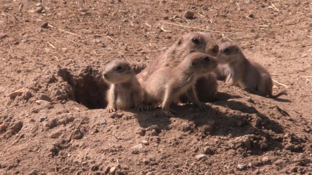 Prairie dog pups emerge from burrow at Maryland zoo