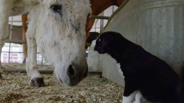 California animal rescue farm hosts puppies for companionship