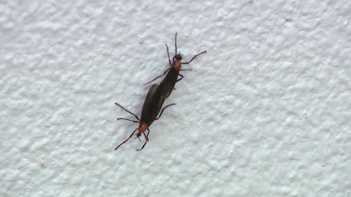 Lovebug season: The bugs Floridians love to hate are back | FOX 13