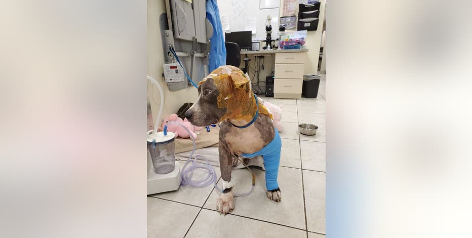 Severely abused bait dog saved by Florida rescue group | FOX 13 Tampa Bay