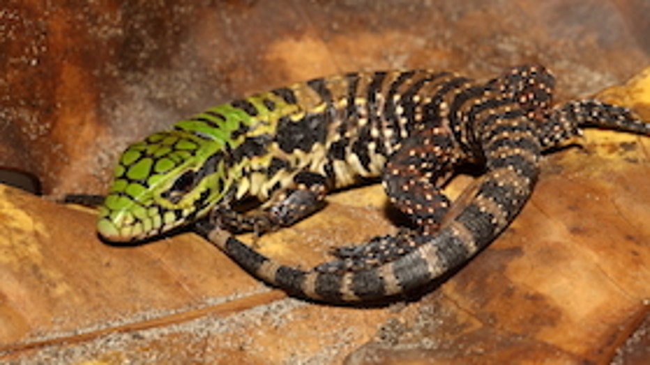 Argentina-black-and-white-tegu-young_Dustin-Smith_0.jpg