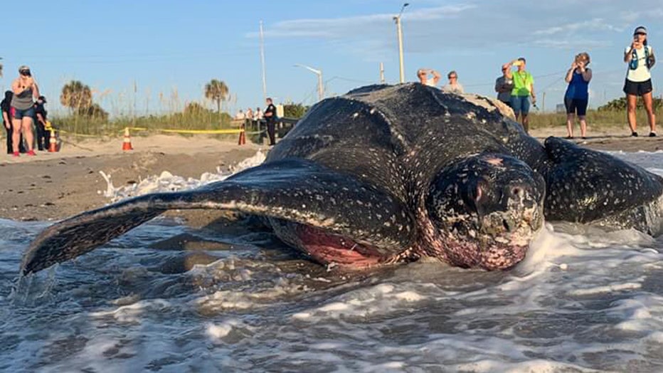 Florida beachgoers have rare encounter with 800-pound leatherback sea  turtle nesting during daylight hours