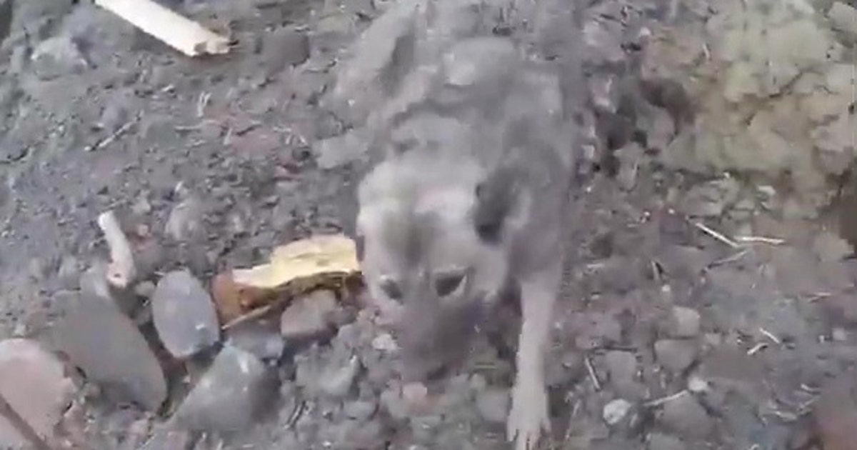 Dog rescued by helicopter after surviving landslide in Norway | FOX 13 ...