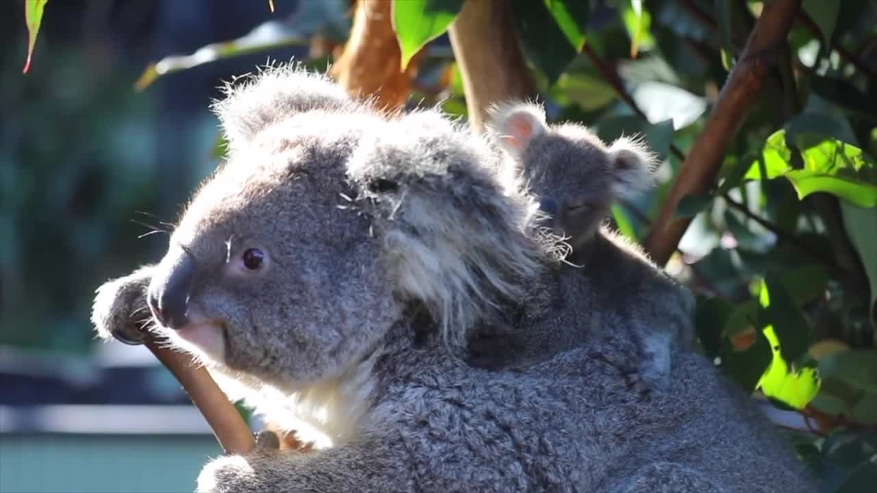Newborn koala joey at Australian park