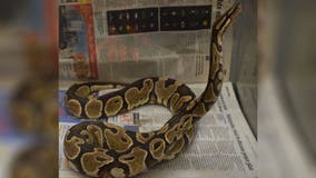 Hunter in Hawaii captures python; officials can't explain how it got on island