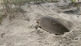 Rare sea turtle spotted nesting in New Smyrna Beach, officials say