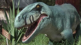 Step back in time at ZooTampa’s Dino's Alive exhibit