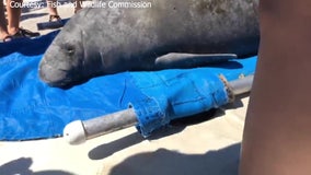 Pregnant manatee struck by boat, rehabilitated, released into Sarasota Bay with newborn calf