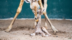 Busch Gardens welcomes baby giraffe just in time for World Giraffe Day