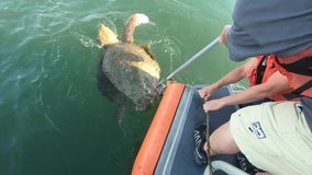 Coast Guard rescues loggerhead sea turtle tangled in line