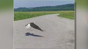 Bald eagle nursed back to health and released in Tennessee