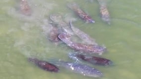 Herd of mating manatees spotted in waters off Indian Rocks Beach