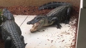 Early-morning wakeup call turns out to be 2 alligators fighting outside Florida home: report