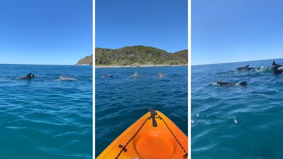 'Feeling pretty lucky': Kayaker gets up close with pod of dolphins