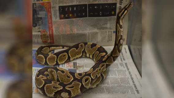 Hunter in Hawaii captures python; officials can't explain how it got on island
