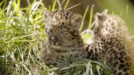 Adorable leopard cubs enjoy playtime at San Diego Zoo