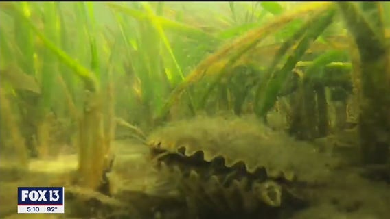 Governor approves protections for new 400,000-acre Nature Coast Aquatic Preserve