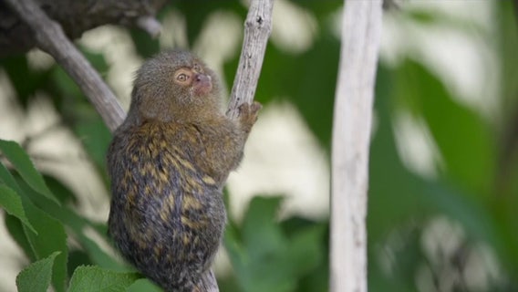 One of the world’s smallest primates makes debut at Vienna Zoo