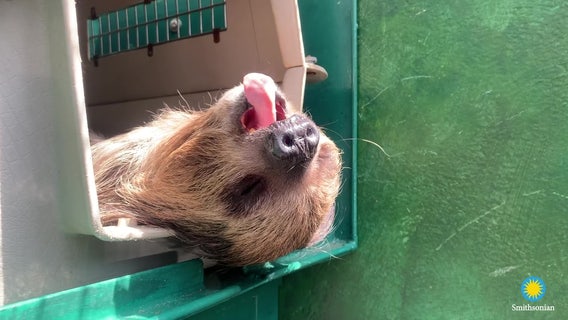 Sleepy sloth can't hold back yawn at Smithsonian Zoo