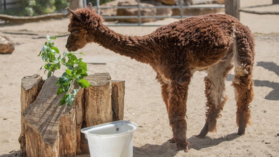Trigger the Alpaca keeps cool with lockdown haircut