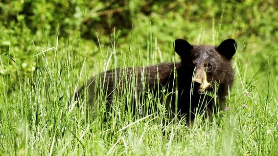 St. Pete man fined $8,000 for illegally killing black bear in Alaska