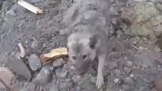 Dog rescued by helicopter after surviving landslide in Norway